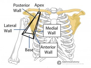 Overview-of-the-Borders-of-the-Axilla