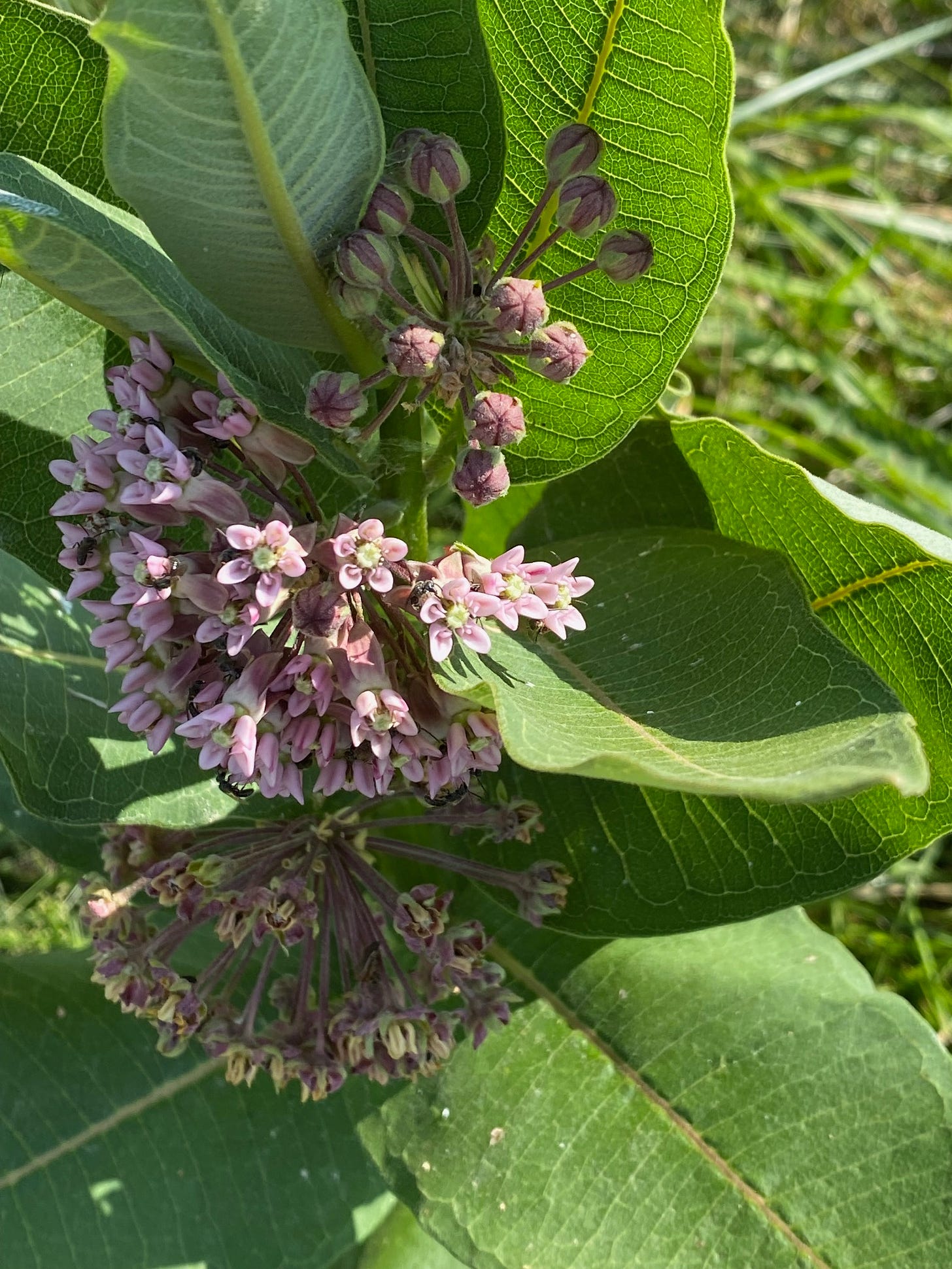 Milkweed, Asclepias syriaca with  buds, new blooms, and old blooms