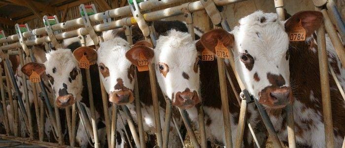 Investir dans une vache laitière peut rapporter 4 % | Crédigo ®