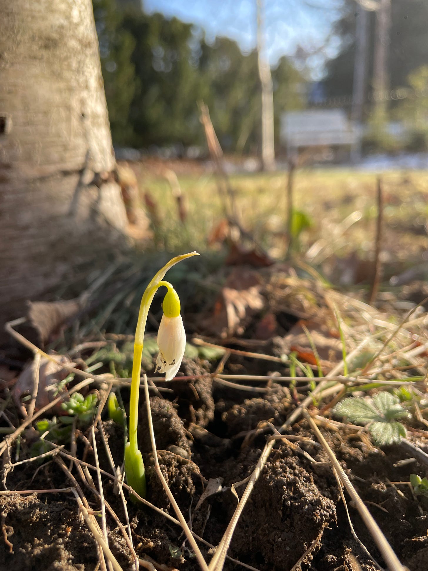 There are several Galanthus elwesii up in the garden now near the Birch trees, but they always get a little worn at this time of year. The free and thaw soils the petals, and the rabbits like to take a nip here and there. 