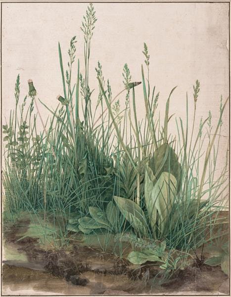 Great Piece of Turf, 1503 - Albrecht Durer