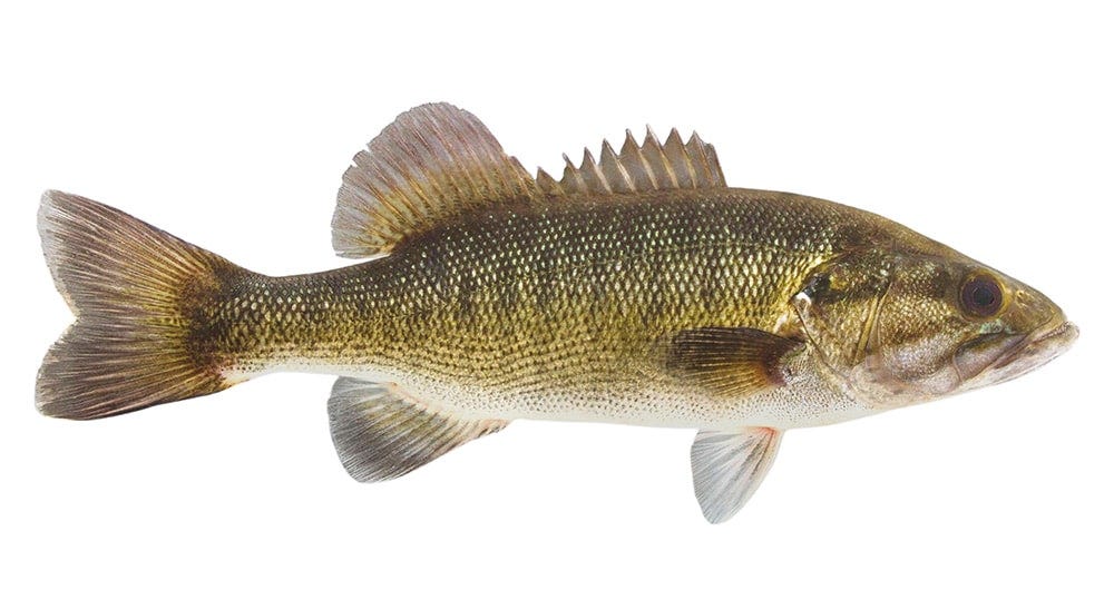 Shoal Bass - Fish Species Guide | BadAngling