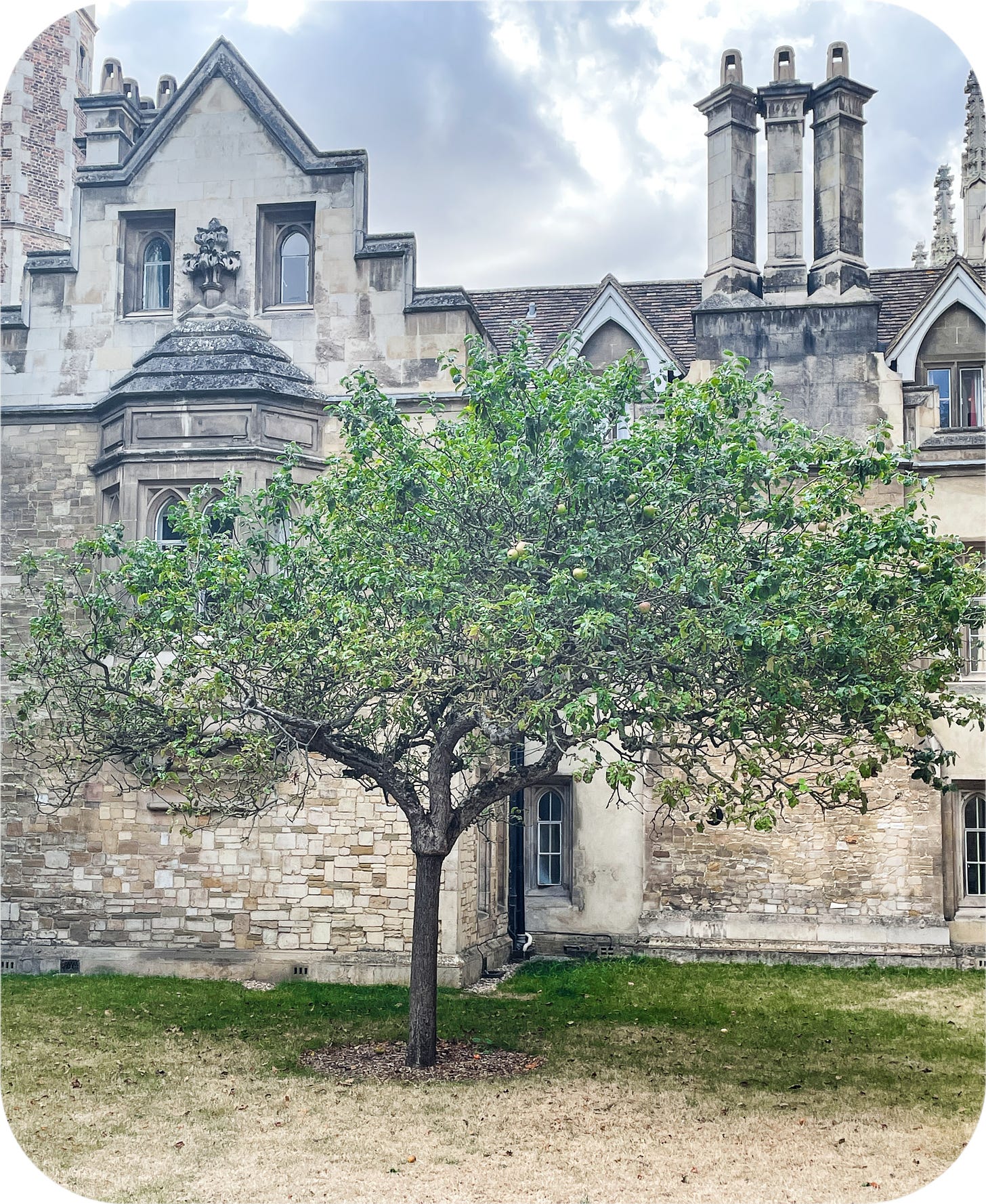 Isaac Newton's apple tree, Trinity College, Cambridge