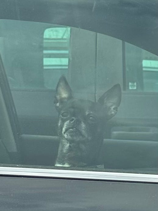 A small, black dog with one tooth, seen in the passenger seat window of a parked car.