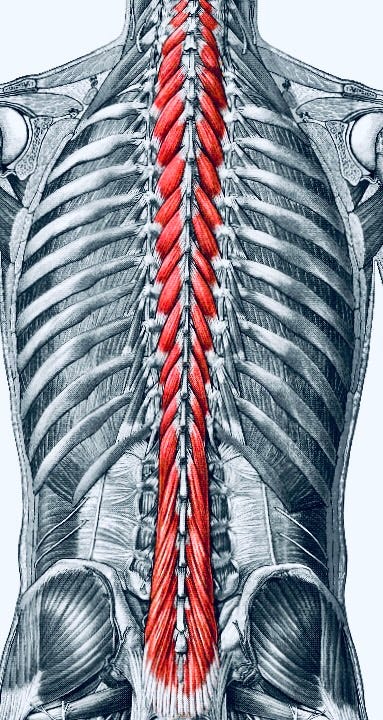 UNLOCKING THE MYSTERIES OF THE MULTIFIDUS MUSCLE – Bret G. Ball, MD, PhD,  FAANS