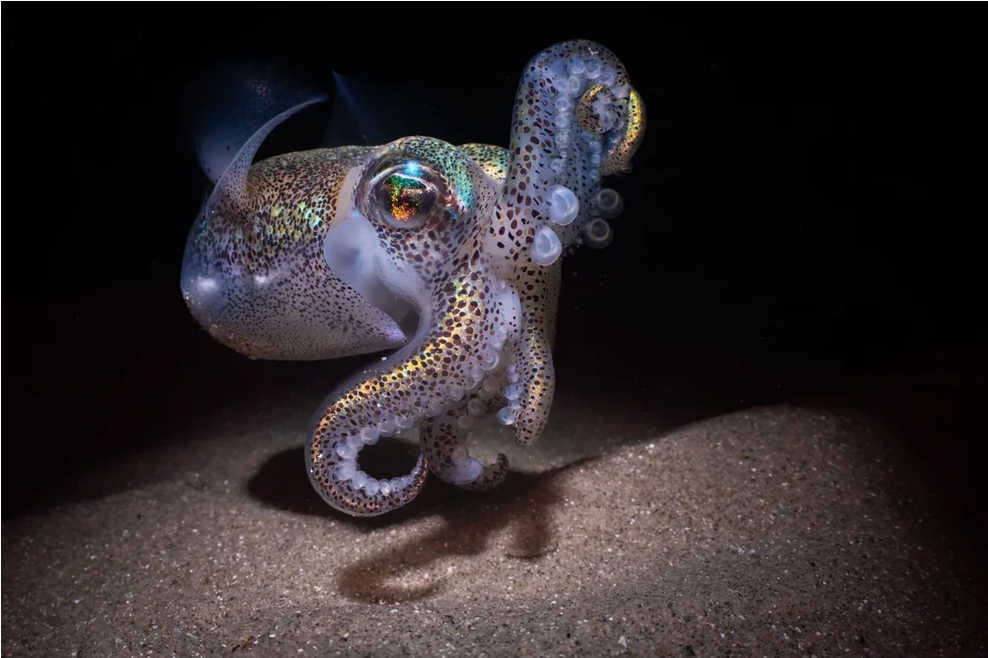 la sepia globito de Tasmania es un animal bioluminiscente y muy fotogénico
