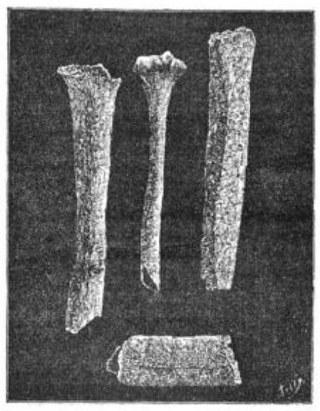Giant of Castelnau Bones, Popular Science News, August 1890