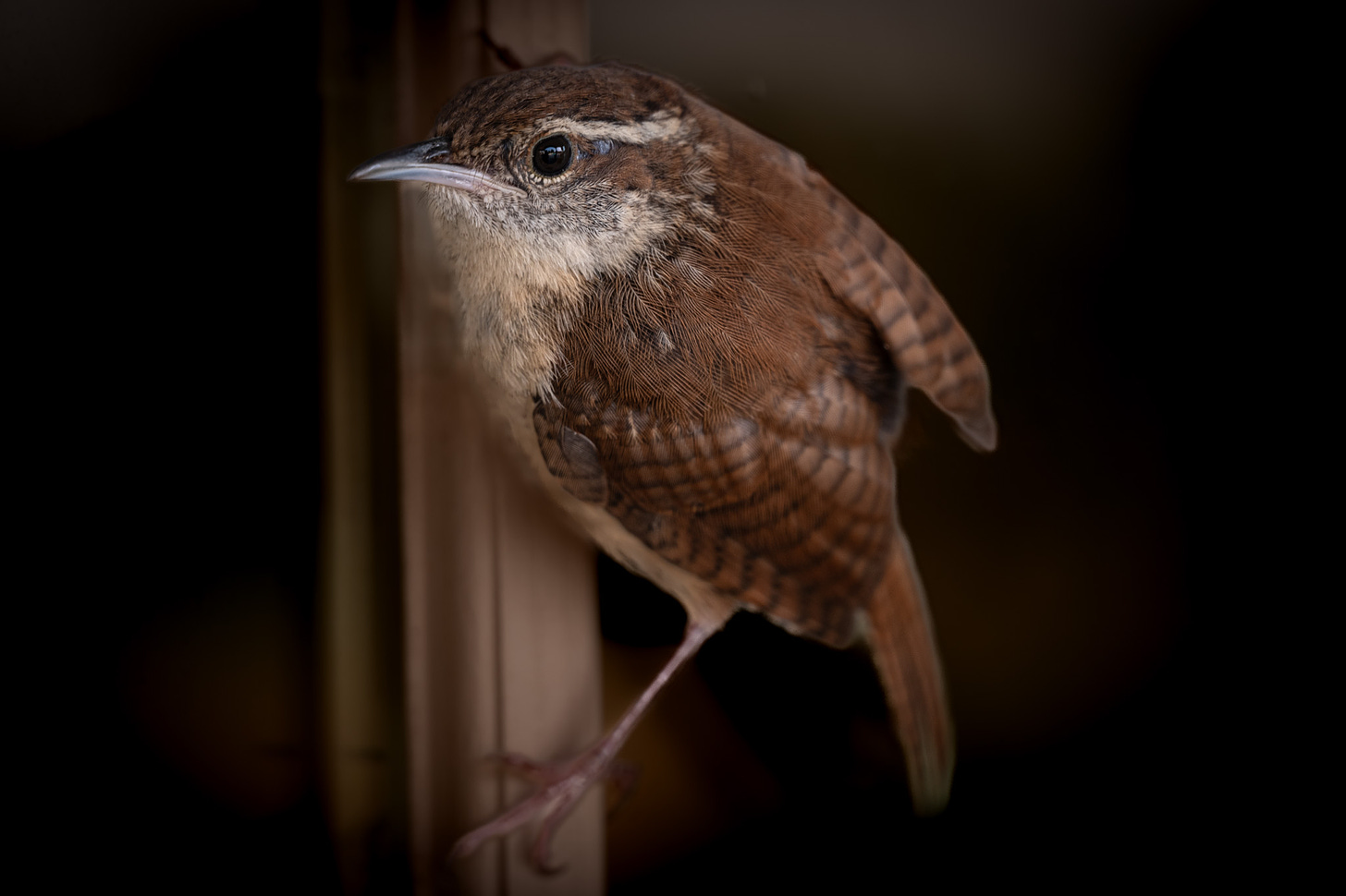 A small brown sparrow clings to a window frame