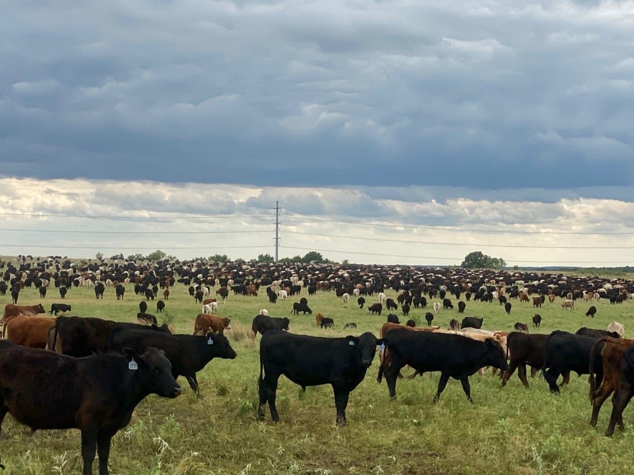 High Stock Density Using 4500 Head in a Single Mob (Birdwell Clark Ranch)