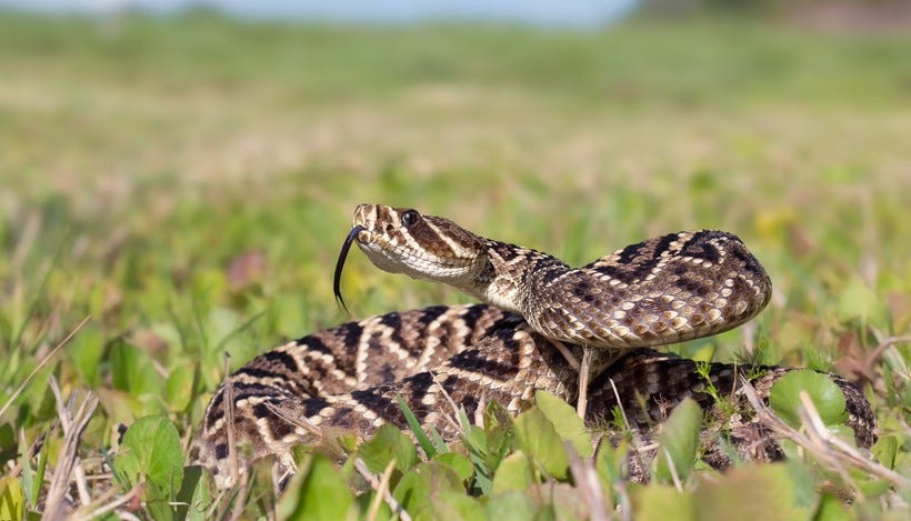 Eastern Diamondback Rattlesnake (Crotalus adamanteous) | about animals