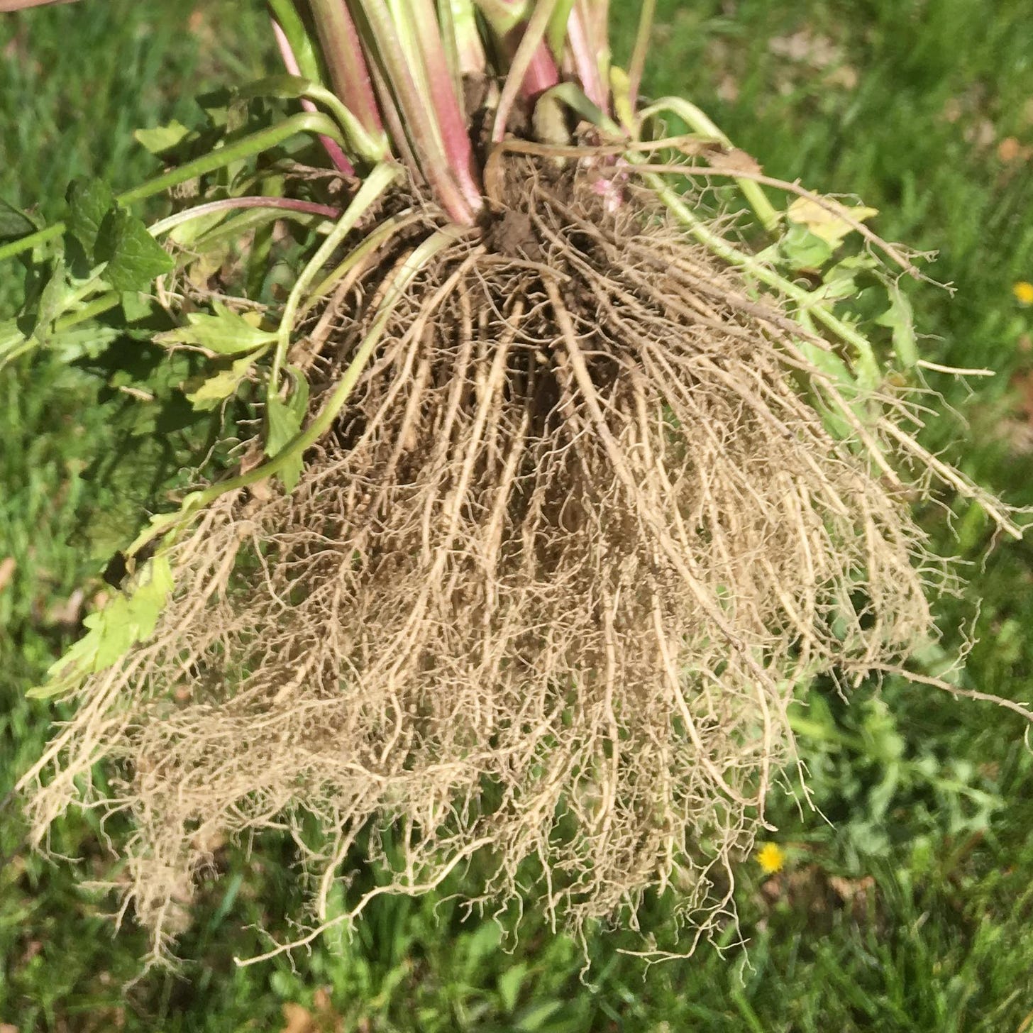 valerian roots