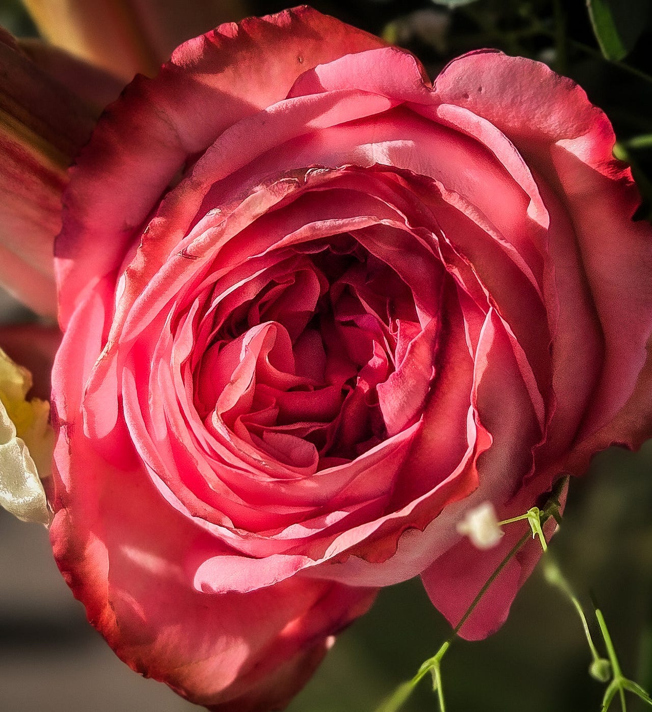 A pink rose