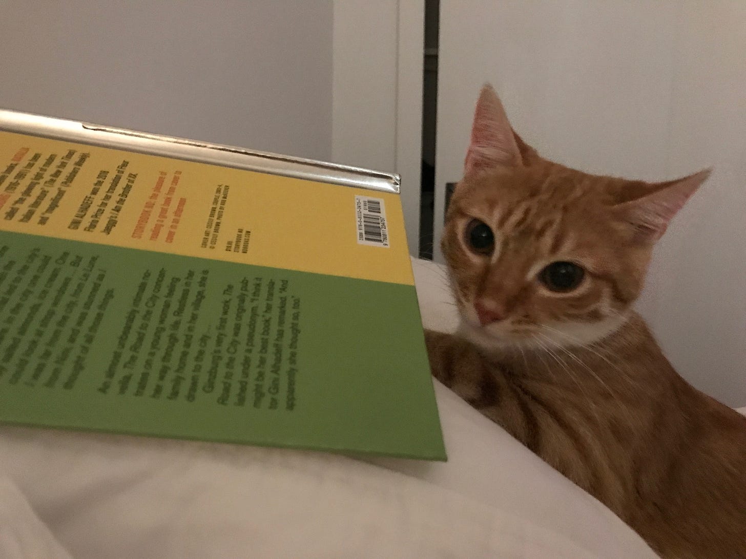 An orange and white cat is next to an opened, face-down book. The cat looks at the camera as if her reading has just been interrupted.
