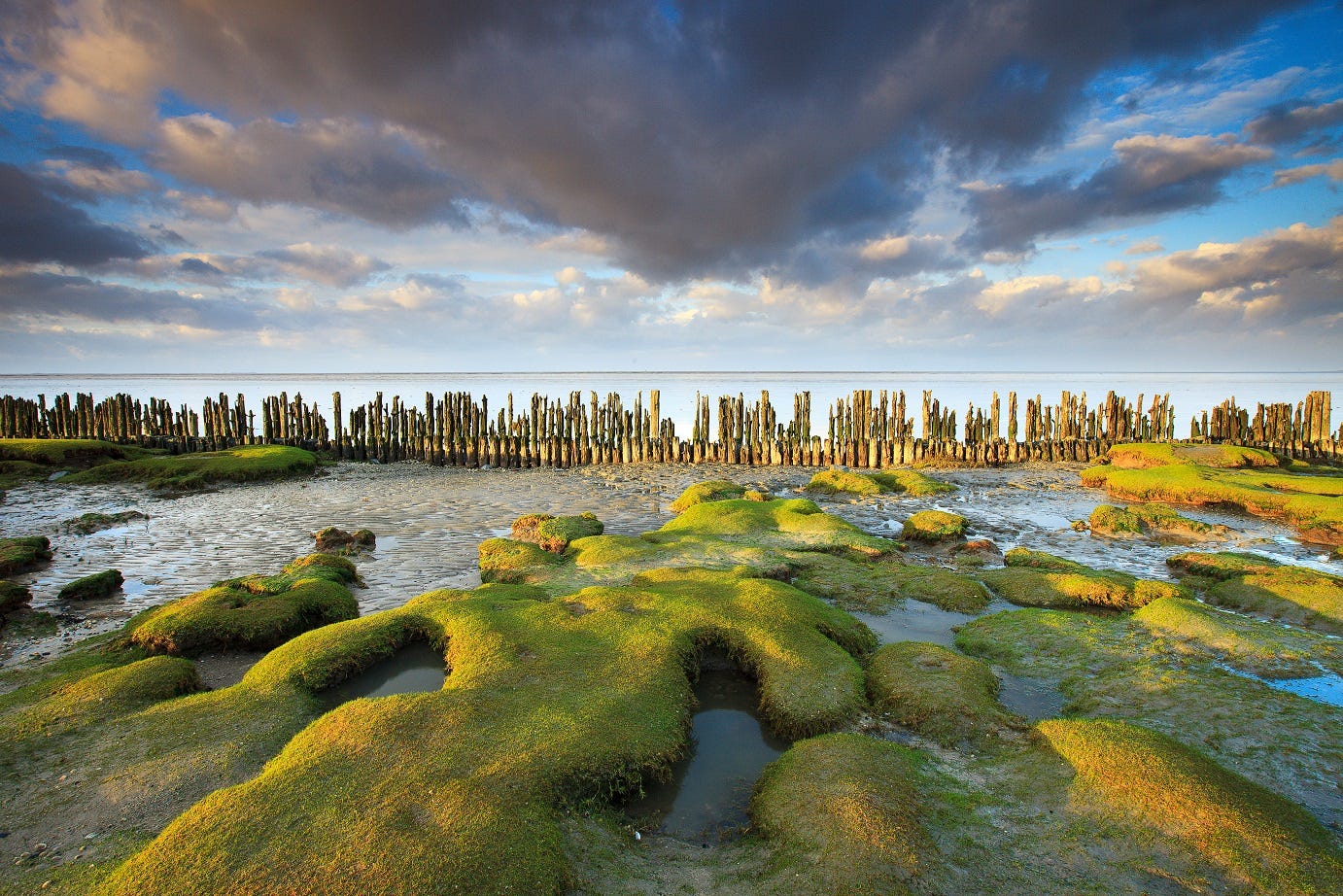 Algae formations on rocks at Wadden Coast of Groningen 