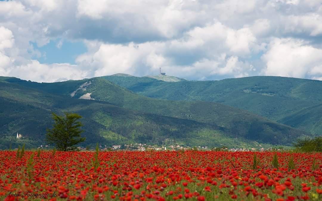 r/vexillology - Realistic flag of Bulgaria