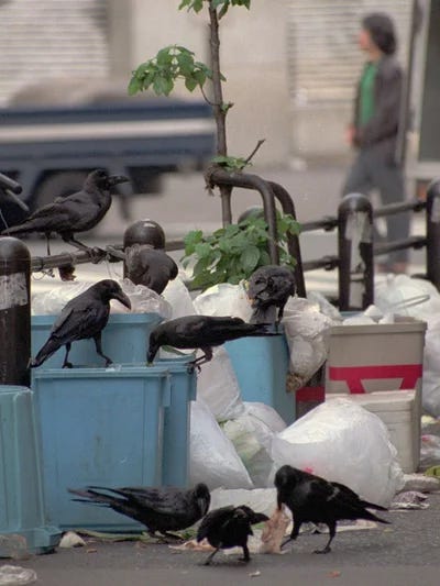 Crows scavenge through bags of garbage in a Tokyo alley.