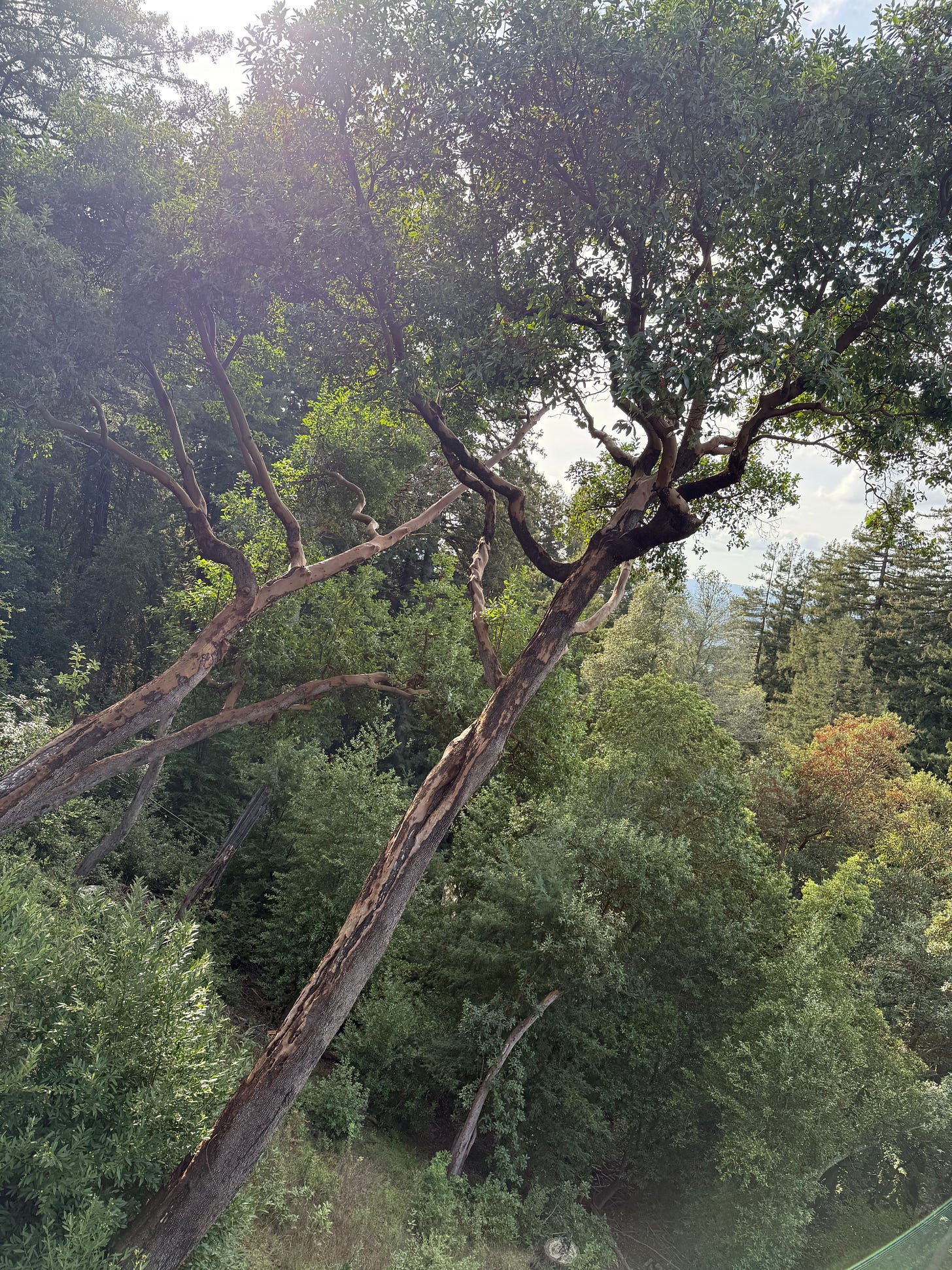 Madrone trees