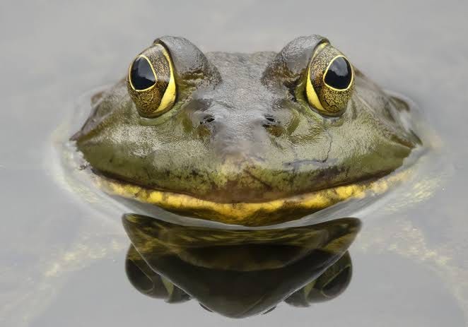Nature's Frogs - Alabama Cooperative Extension System Nature's Frogs - Alabama Cooperative Extension System