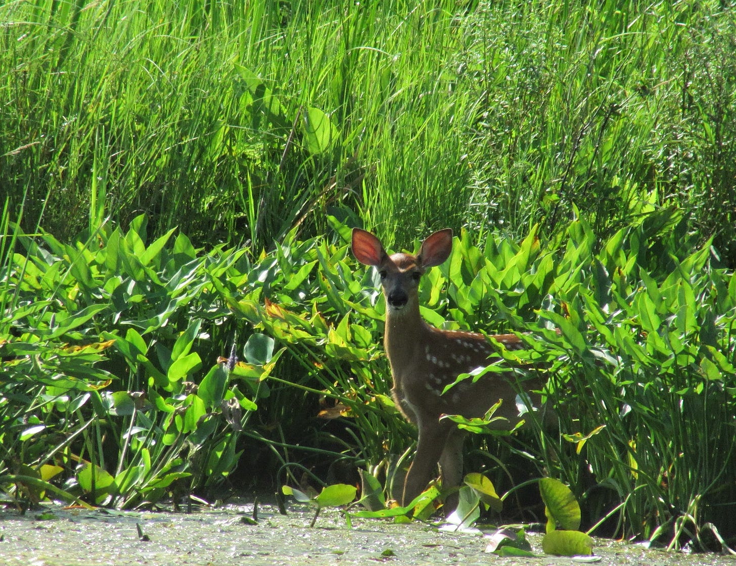 A White Spotted Deer is standing at the water’s edge surrounded by a lush array of diverse green plants. The deer is staring directly into the camera lens as if assessing a situation.