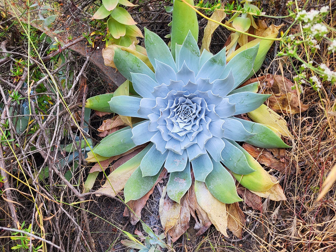 a succulent