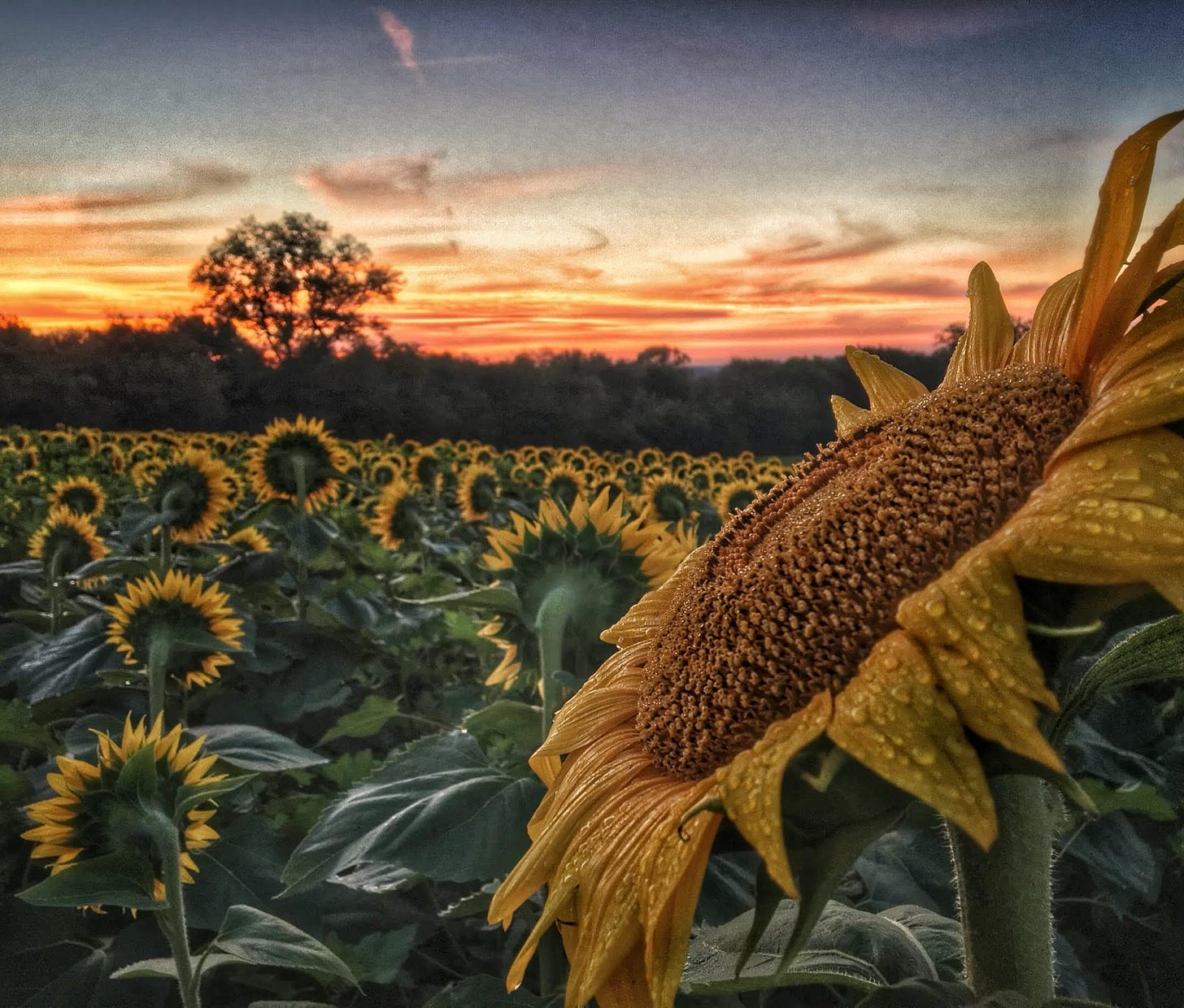 Sunrise is starting over a field of sunflowers which are all turned to face the sun, except for a large sunflower in the foreground which faces left.