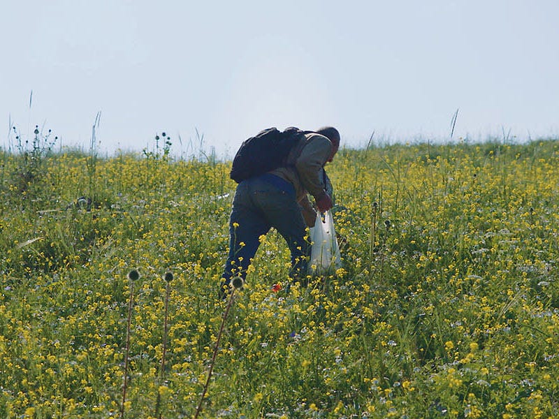 A still image of a person picking plants in a field of yellow flowers.