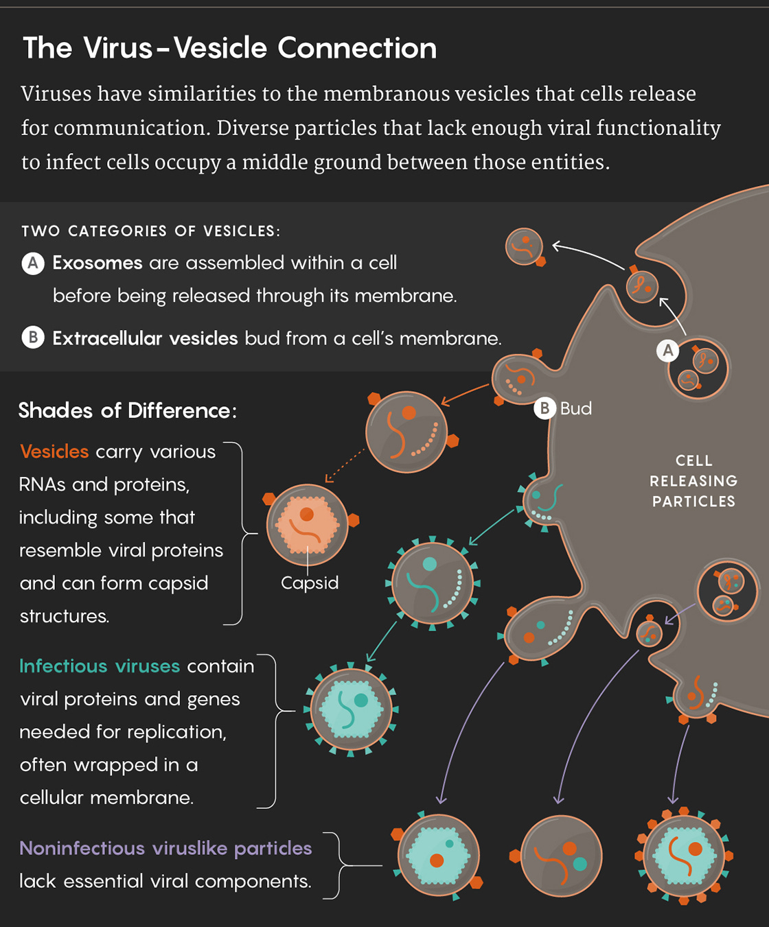 Graphic illustrating the virus-vesicle connection: Viruses have similarities to the membranous vesicles that cells release for communication. Diverse particles that lack enough viral functionality to infect cells occupy a middle ground between those entities. TWO CATEGORIES OF VESICLES: Exosomes are assembled within a cell before being released through its membrane. Extracellular vesicles bud from a cell’s membrane. Shades of Difference: Vesicles carry various RNAs and proteins, including some that resemble viral proteins and can form capsid structures. Infectious viruses contain viral proteins and genes needed for replication, often wrapped in a cellular membrane. Noninfectious viruslike particles lack essential viral components.