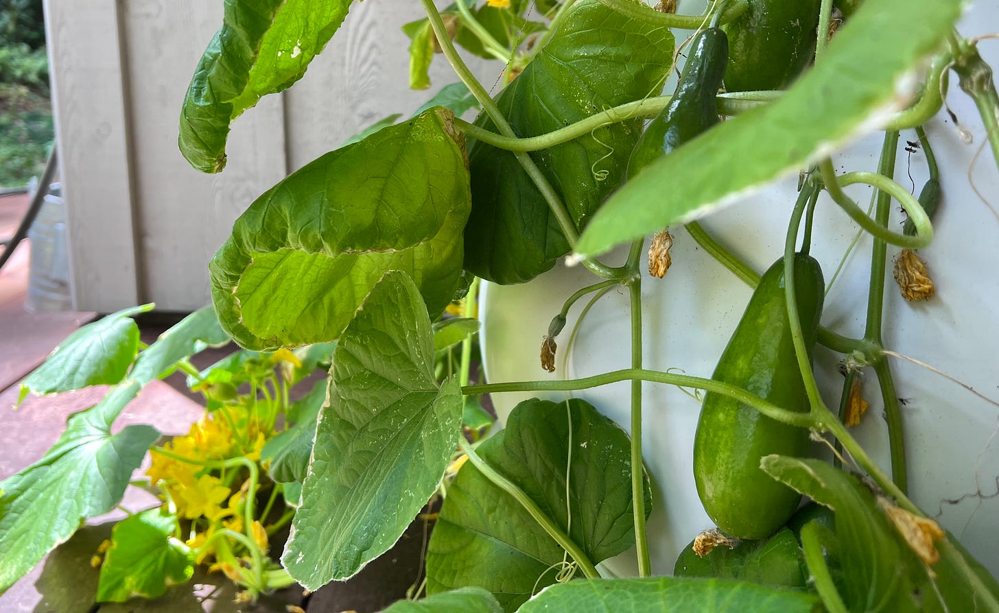 Zucchini harvest in my Lettuce Grow tower.