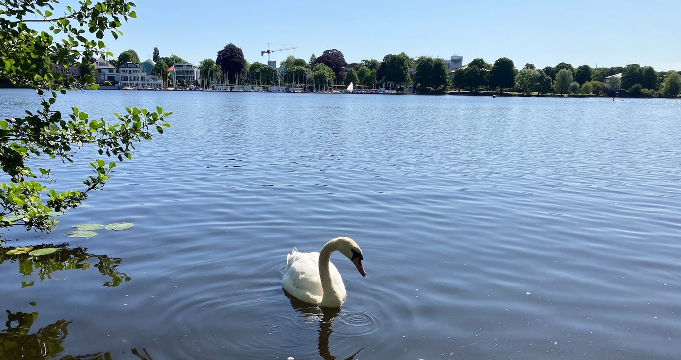 Swan on a lake
