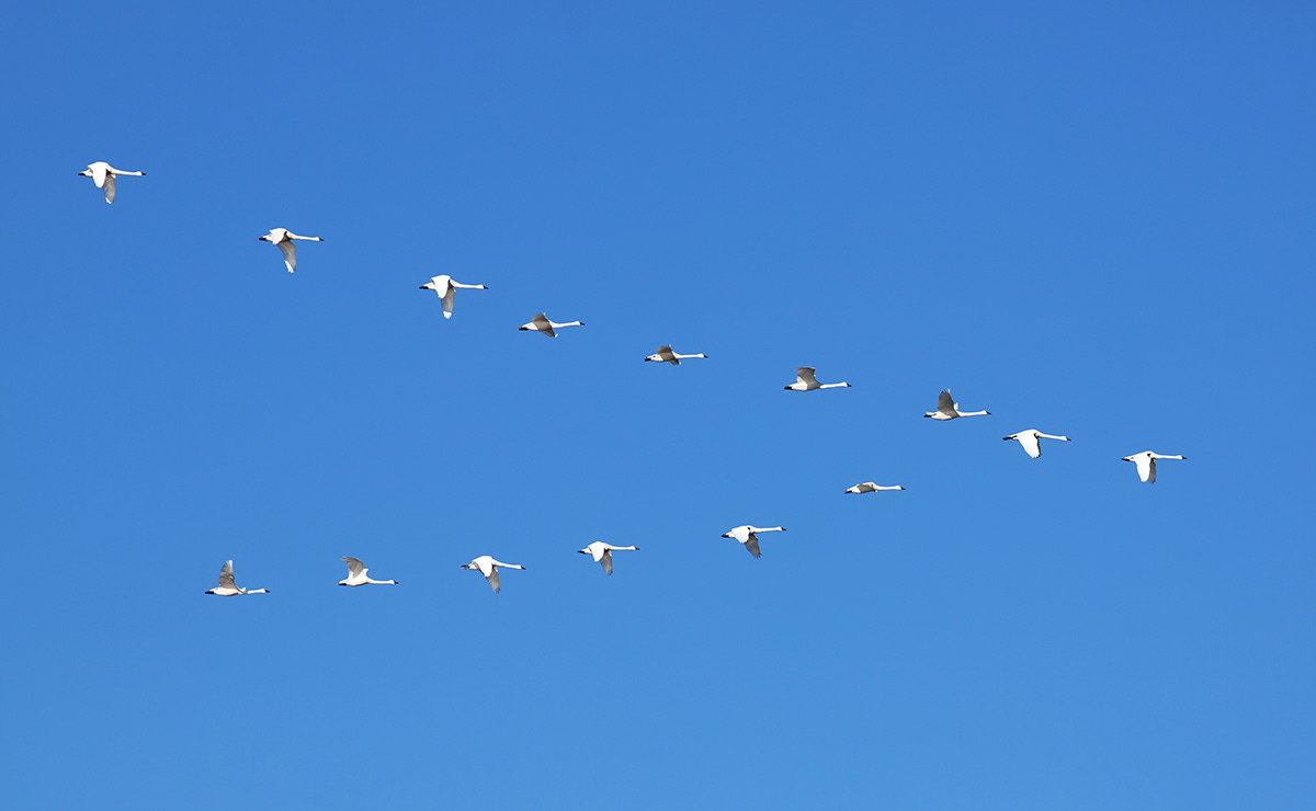 A flock of tundra swans flying north. 