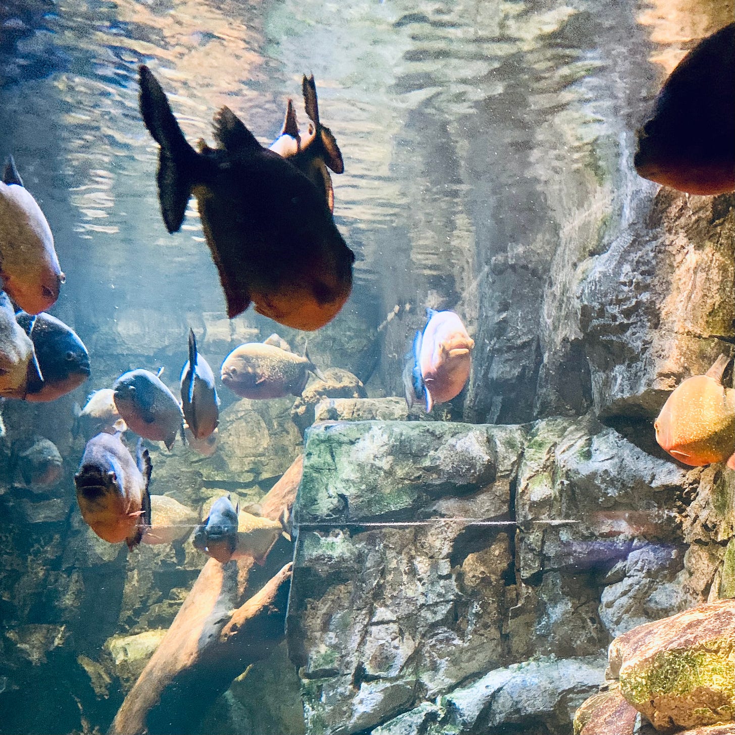 Fish swimming in an aquarium