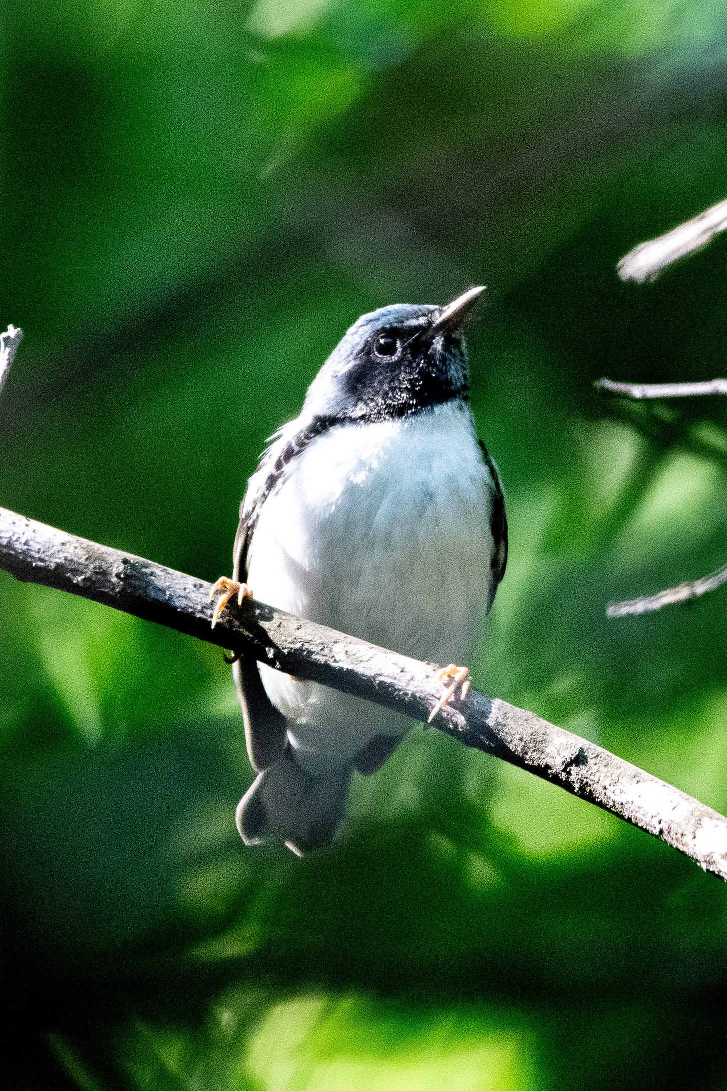 A black-throated blue warbler, a small bird with a black face, a blue cap, and a white breast, grips a diagonal branch
