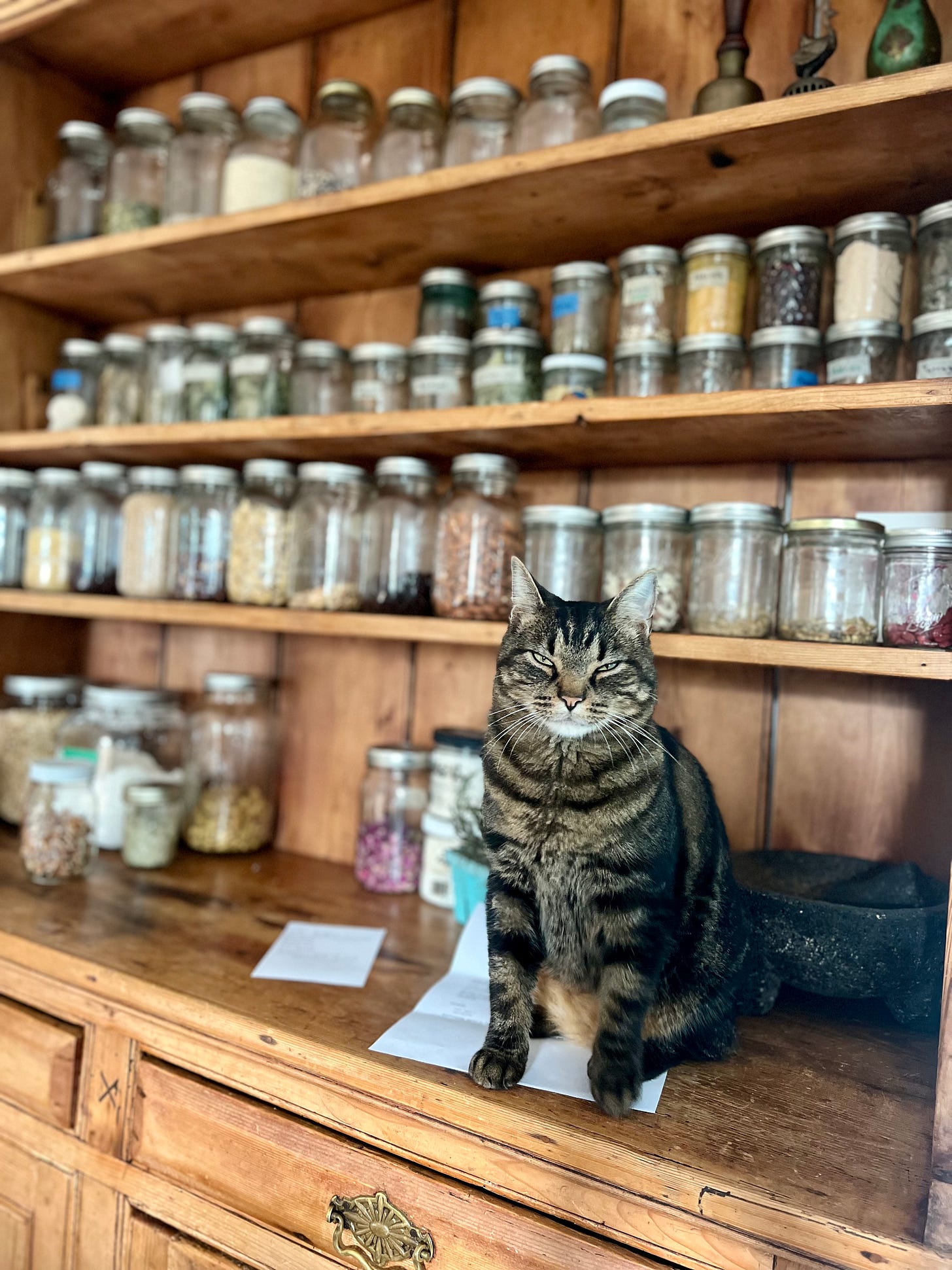 Wooden shelves with spices and a cat sat in front of them.