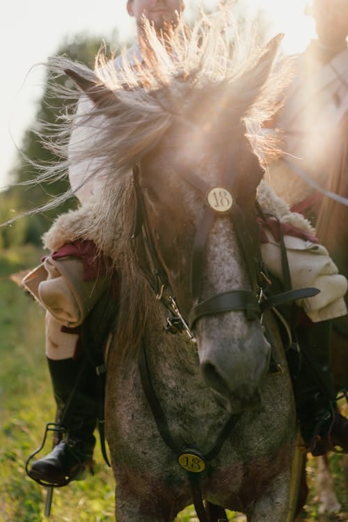 Free A Soldier Riding on a Horse Stock Photo