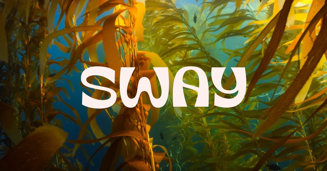 Sway Seaweed Packaging