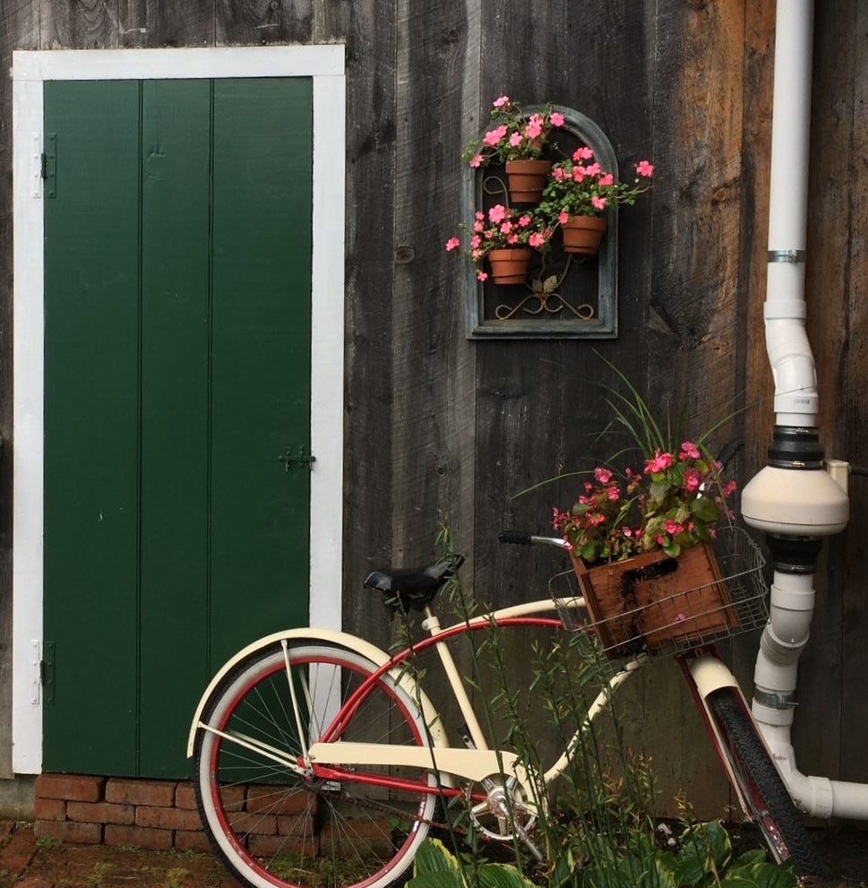 Vintage red and cream bike with flower basket set next to a green barn door, cedar siding, and white radon pipe. Pink petunias are in the flower basket, and three small flower pots hanging on the wall also contain pink petunias.