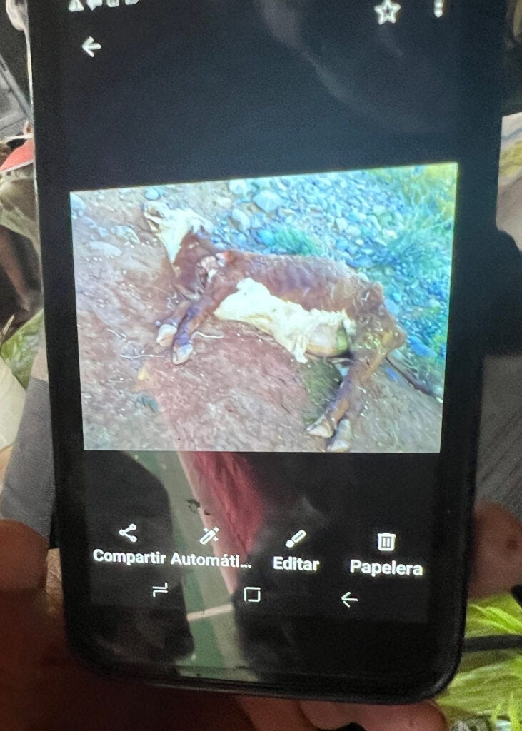 A photograph of a dead cow that members of the Wirkelo Mapuch community say was caused by a rock slide triggered by an earthquake. Credit: Katie Surma/Inside Climate News