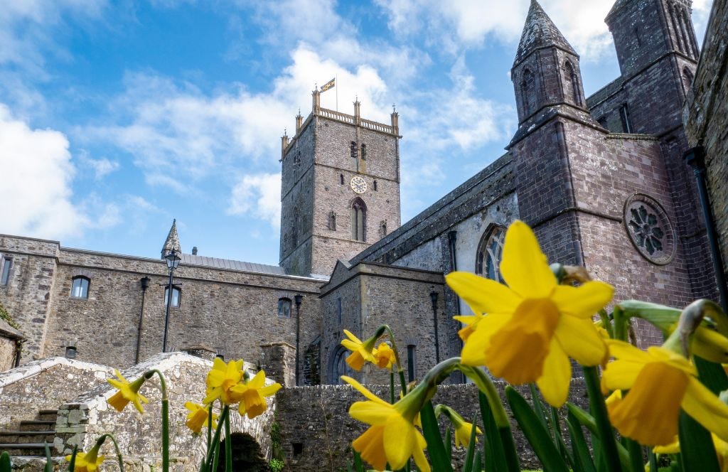 Saint David's Cathedral in the background, in the foreground on bright yellow daffodils, the national symbol of Wales