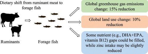 Potential environmental and nutritional benefits of replacing ruminant meat  with forage fish - ScienceDirect