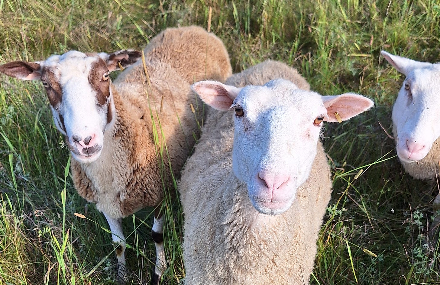 sheep day farewell caelum