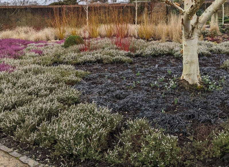 Black Mondo grass (Ophiopogon planiscapus 'Kokuryu') in a Winter Garden, Wakehurst