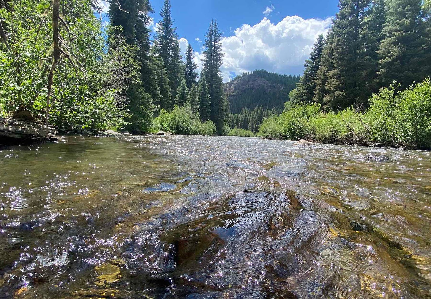 A river level view of the East Fork of the San Juan River in southwest Colorado. There are pine trees along the river banks and a few puffy clouds in the sky.