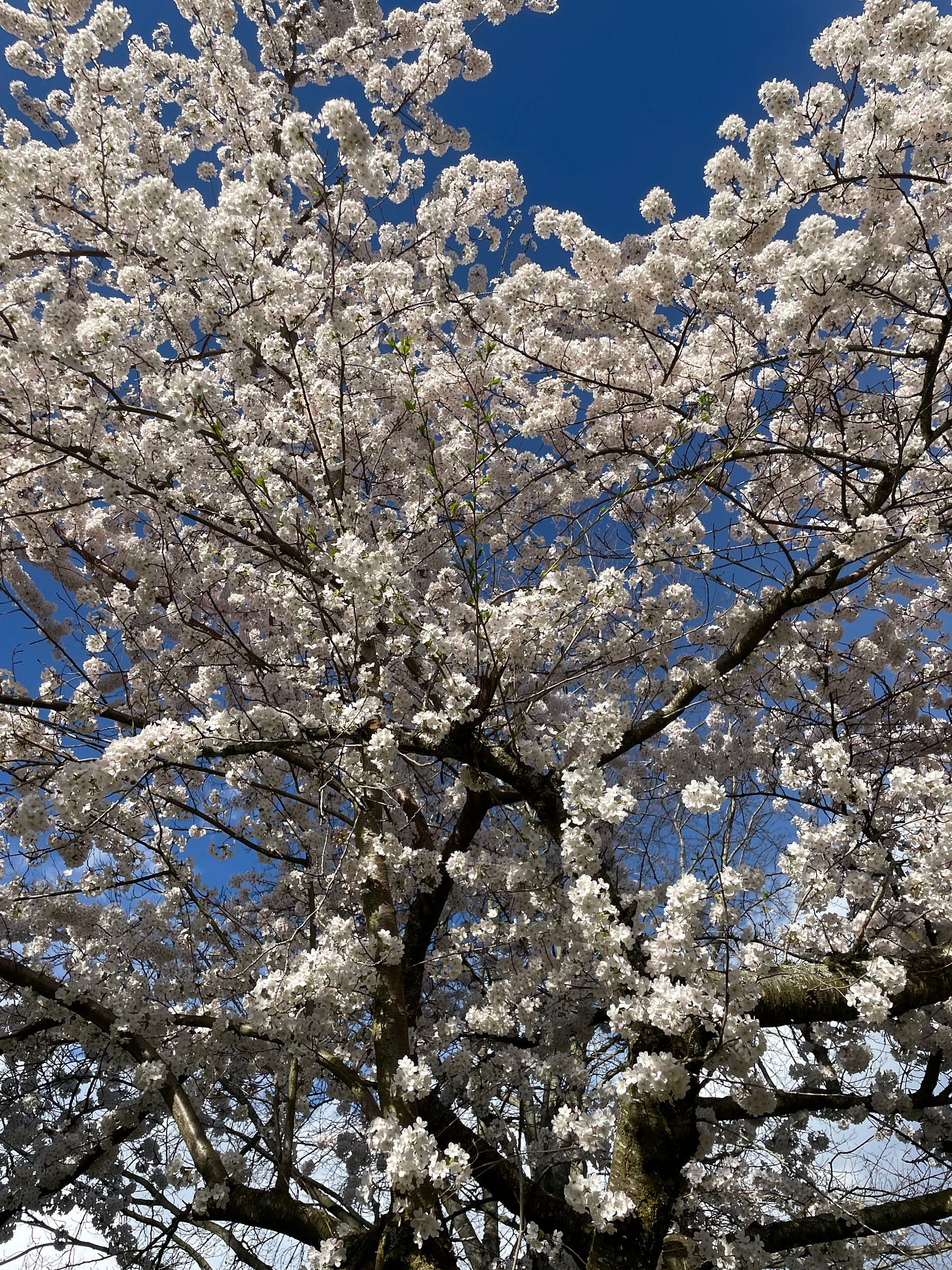 a tree in spring with white blossoms against a blue sky
