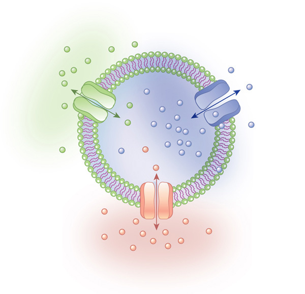 Transport proteins in the cell membrane | Learn Science at Scitable