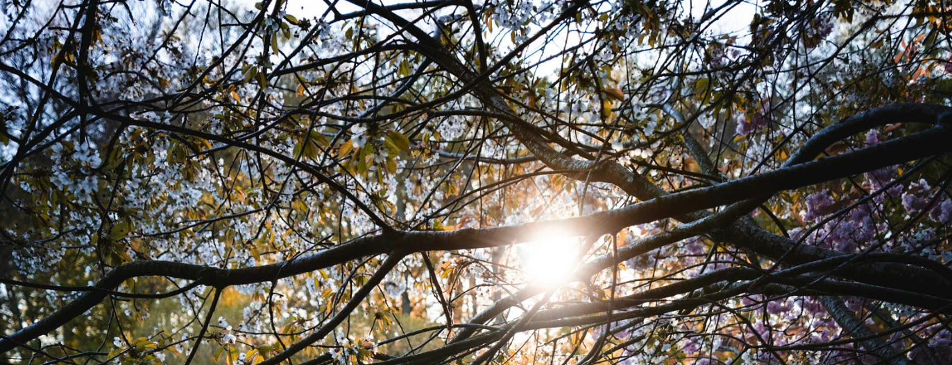 Photo of sun shining through tree with autumn leaves.