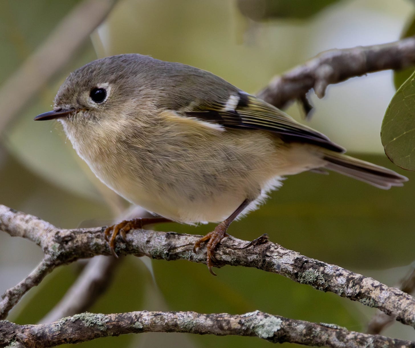 A tiny ruby-crowned kinglet perched on a branch