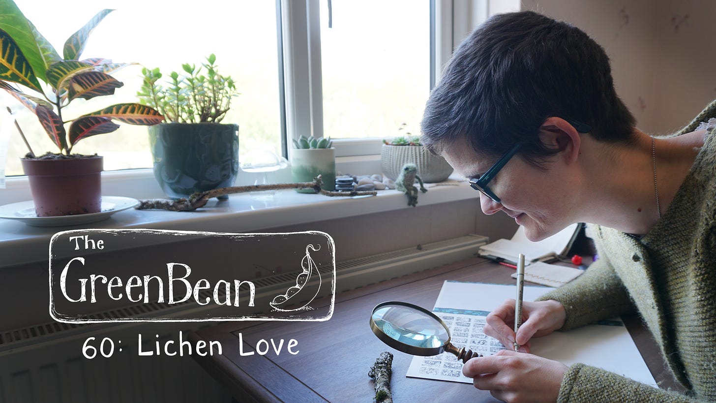 Title card for episode 60 of The Green Bean Podcast. Katie, a white human with short hair and glasses, pores over a desk with a magnifying glass. Katie is looking at a lichen-covered twig, and translating it into a series of tiny black ink drawings on a piece of paper. In the background there is a white windowsill adorned with houseplants, another twig, some pebbles and a knitted frog. Over the image in white is the logo of The Green Bean, and the text 60: Lichen Love.