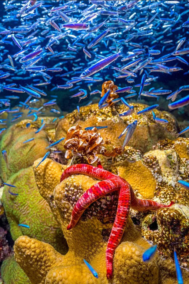 una estrella de mar de color rojo se pasea por un arrecife de coral entre una nube de pececillos azules y morados
