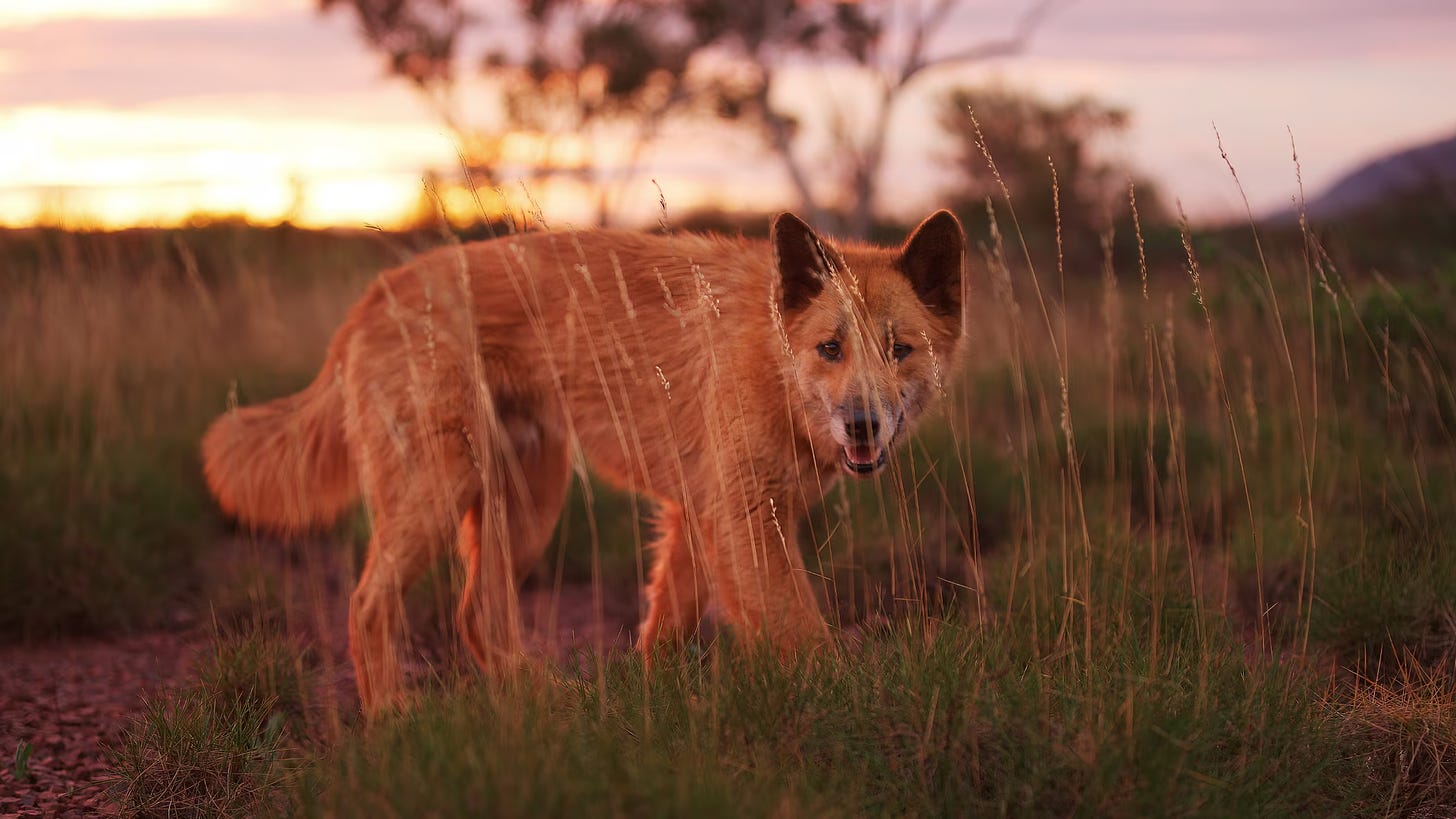 A russet-colored dingo prowling in tall grass at sunset