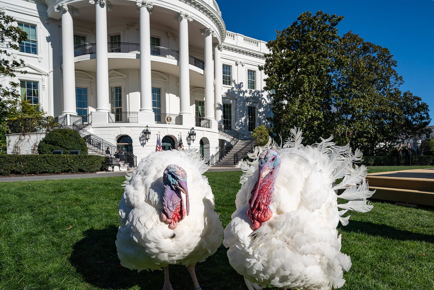President Biden on X: "Folks, meet this year's National Thanksgiving Turkeys:  Chocolate and Chip. https://t.co/bXJIVPmJZ6" / X